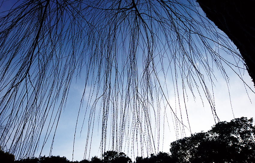 willow_0215.jpg