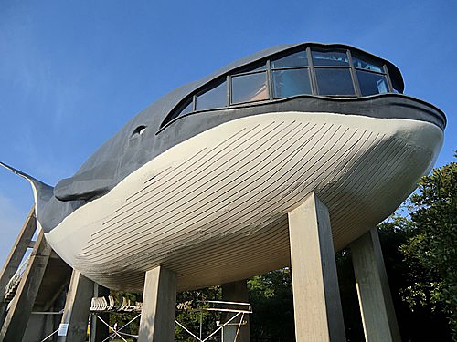 whale_bld.jpg