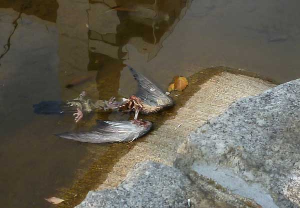 hato.jpg